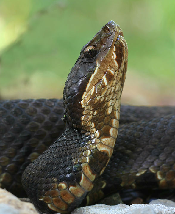 Western Cottonmouth